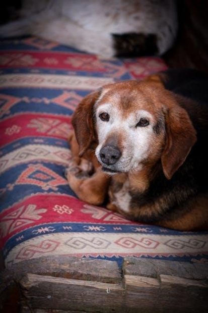 hoover power max pet carpet cleaner instructions